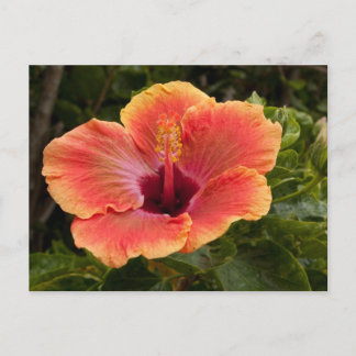Hybrid Hibiscus Postcard