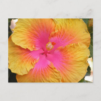 Hybrid Hibiscus Postcard