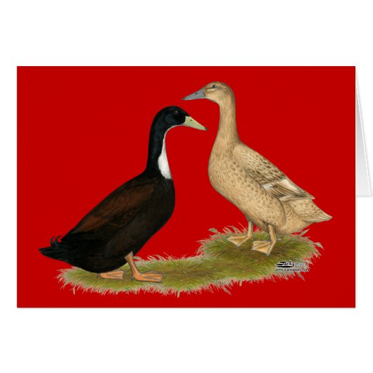 Hybrid Laying Duck (Front Horizontal)