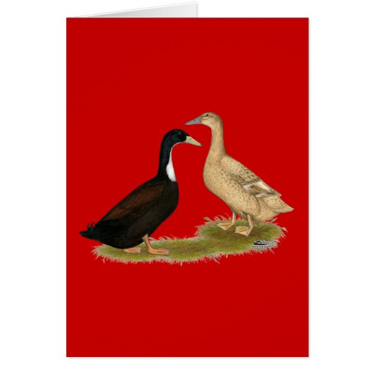 Hybrid Laying Duck Cards (Front)