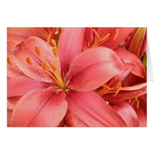 Hybrid Lilies Coordinating Items (Front Horizontal)