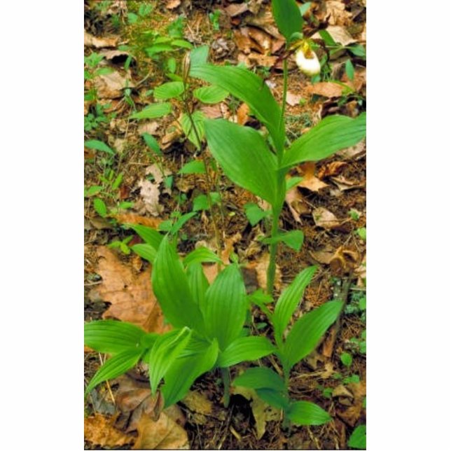 Hybrid of Prairie lady's slipper and Yellow lady's Statuette (Front)