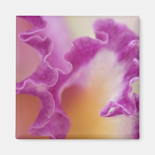 Hybrid orchid close-up, Delray Beach, Florida Magnet (Front)