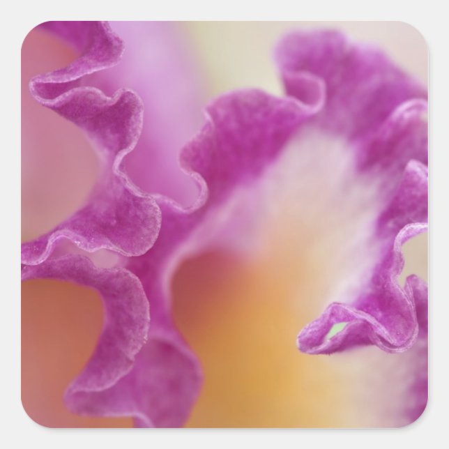 Hybrid orchid close-up, Delray Beach, Florida Square Sticker (Front)