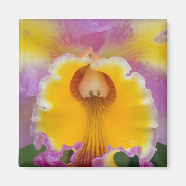 Hybrid orchid, Florida Magnet (Front)