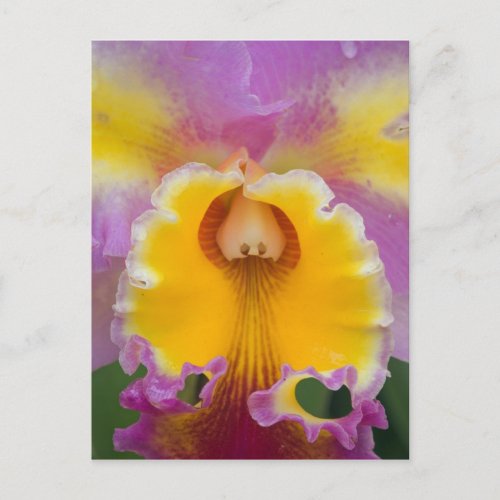 Hybrid orchid Florida Postcard
