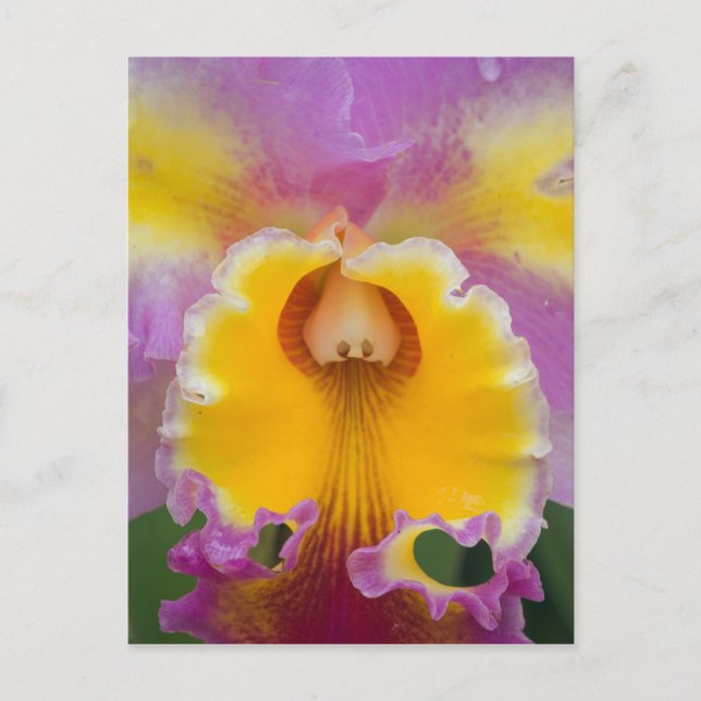 Hybrid orchid, Florida Postcard (Front)