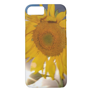 Hybrid sunflower blowing in the wind at dusk iPhone 8/7 case