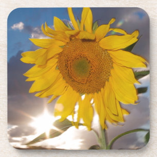 Hybrid sunflower blowing in the wind at dusk drink coaster
