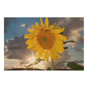 Hybrid sunflower blowing in the wind at dusk wood wall art