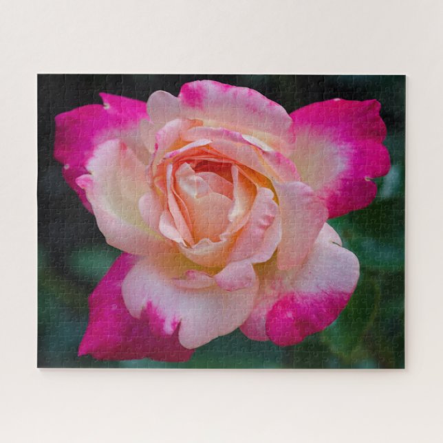 Hybrid tea rose Circus Knie Jigsaw Puzzle (Horizontal)