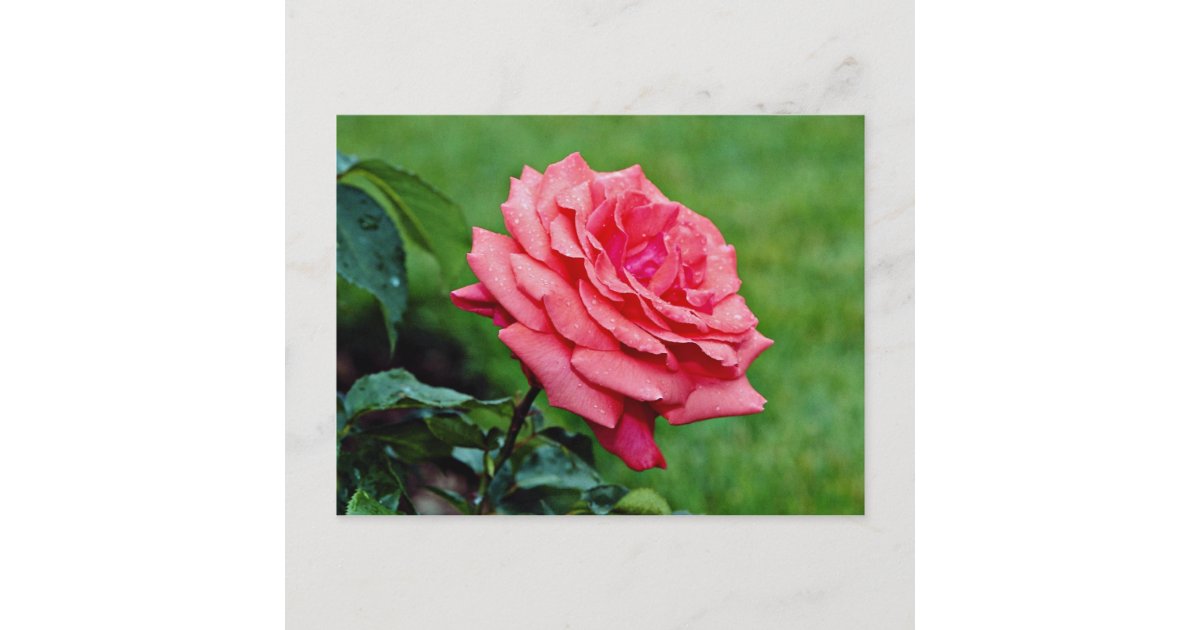 Hybrid Tea Rose Fragrant Cloud White Flowers Postcard Zazzle Com