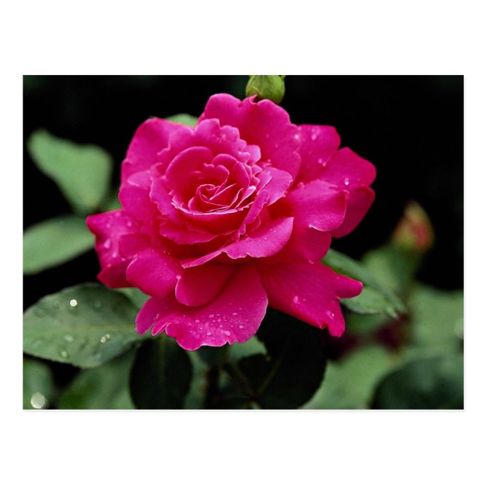 Hybrid Tea Rose 'Pink Peace' Roses Postcards