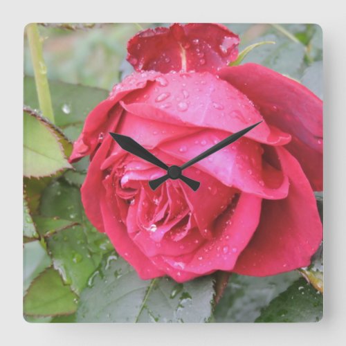 Hybrid Tea Rose  Rosa Mister Lincoln Square Wall Clock