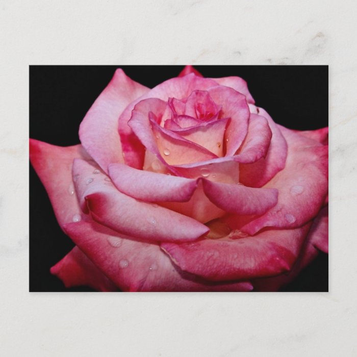 Hybrid Tea Rose Sheer Elegance White flowers Postcard by 