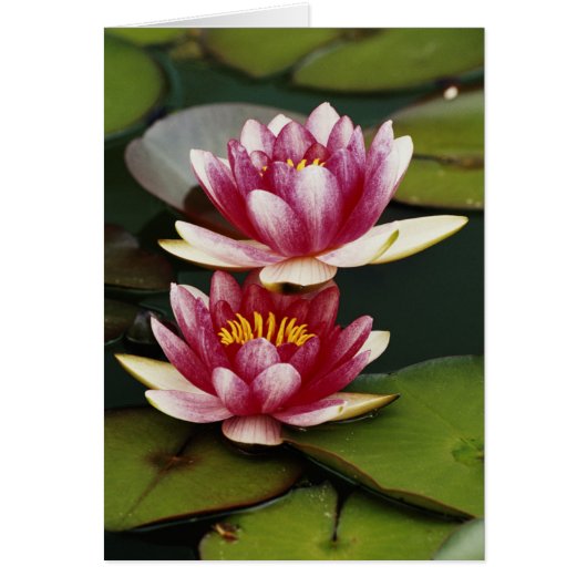Hybrid water lilies cards (Front)