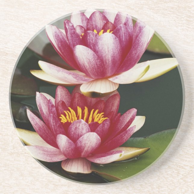Hybrid water lilies coaster (Front)