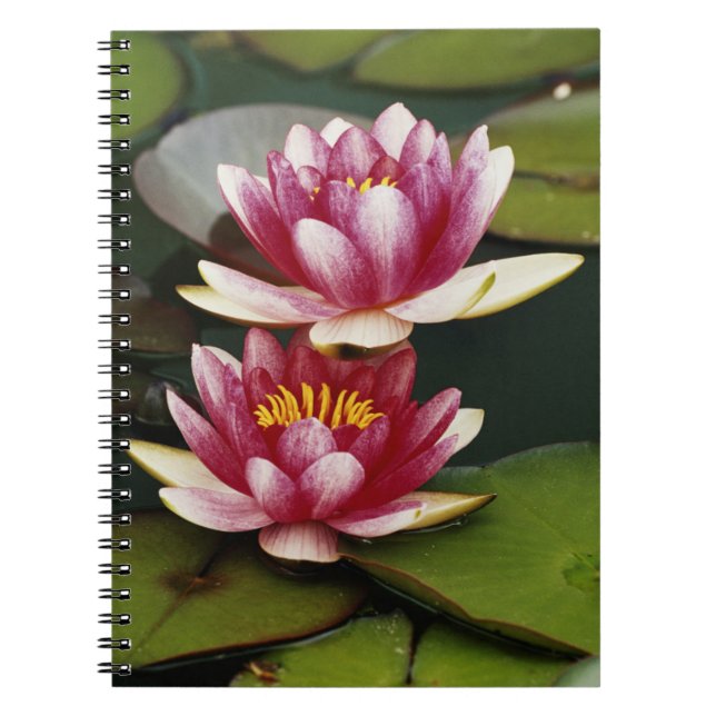 Hybrid water lilies notebook (Front)