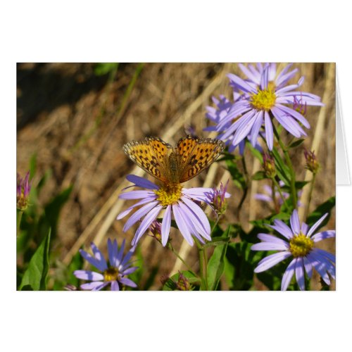 Hydaspe Fritillary on Purple Aster Flowers