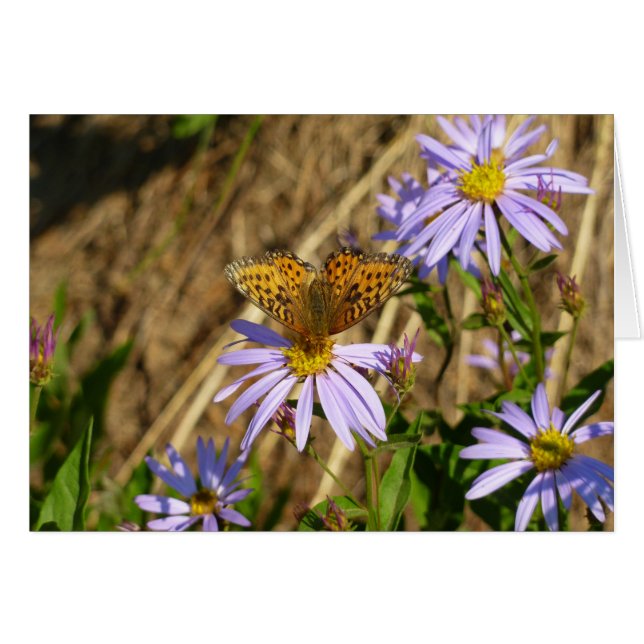 Hydaspe Fritillary on Purple Aster Flowers Cards (Front Horizontal)