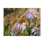 Hydaspe Fritillary on Purple Aster Flowers Postcard