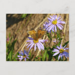 Hydaspe Fritillary on Purple Aster Flowers Postcard