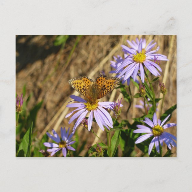 Hydaspe Fritillary on Purple Aster Flowers Postcard (Front)