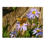Hydaspe Fritillary on Purple Aster Flowers Postcard