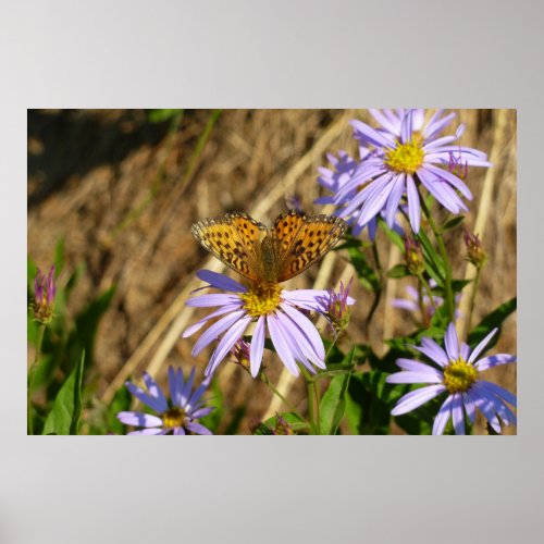 Hydaspe Fritillary on Purple Aster Flowers Poster