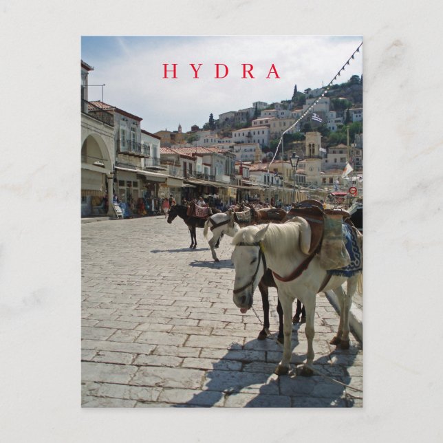 Hydra island horses view postcard (Front)