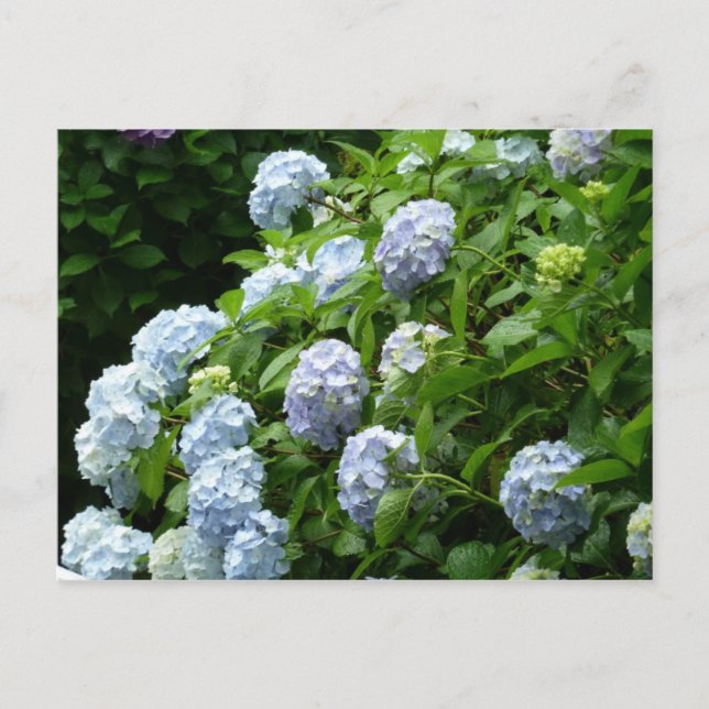 hydrangea　№1 postcard (Front)