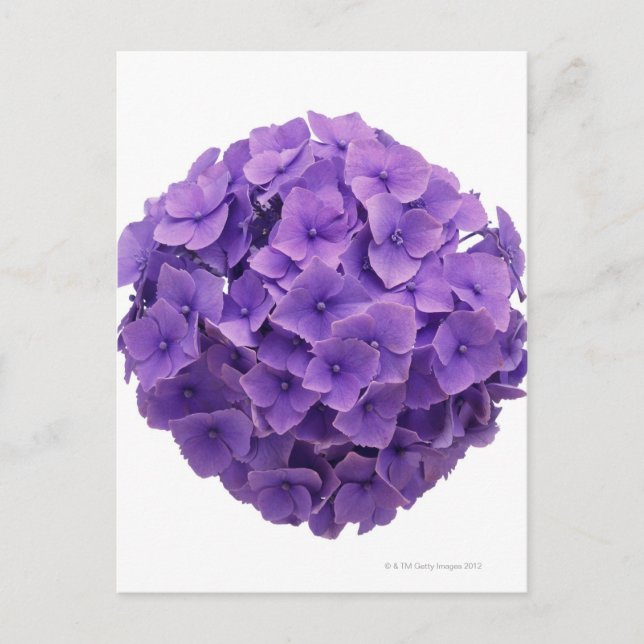 Hydrangea Ball Close-up Postcard (Front)