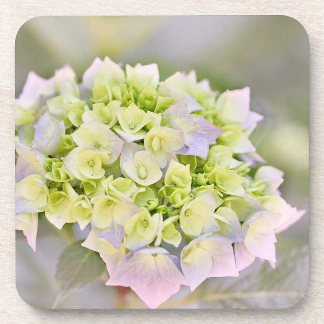 Hydrangea Beverage Coaster (Front)