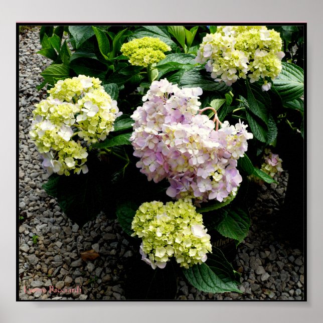 Hydrangea Big Daddy Poster (Front)