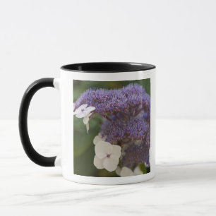 Hydrangea bloom, Dr. Sun Yat-Sen Chinese garden Mug
