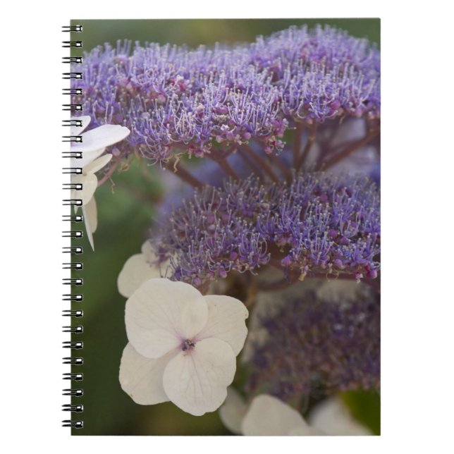Hydrangea bloom, Dr. Sun Yat-Sen Chinese garden Notebook (Front)