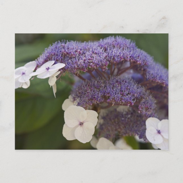 Hydrangea bloom, Dr. Sun Yat-Sen Chinese garden Postcard (Front)