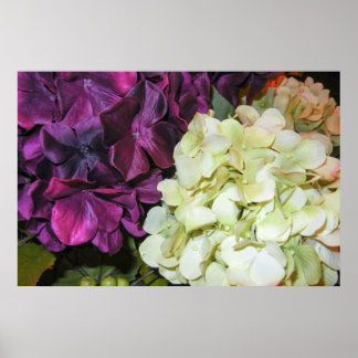 Hydrangea Blooms in Dark Purple & White Poster