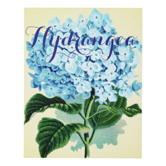 Hydrangea Wall Art vintage hydrangea art & framed artwork | zazzle Hydrangea Wall Art vintage hydrangea art & framed artwork | zazzle