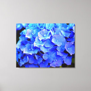 Hydrangea Blues  Canvas Print