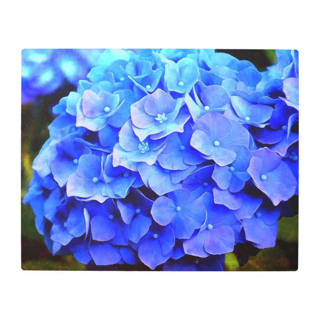Hydrangea Blues Metal Print (Front)