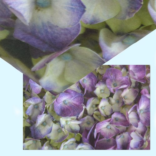 Hydrangea Botanical Floral Photographic Purple Tissue Paper