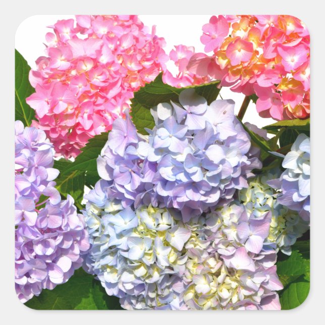 Hydrangea Bouquet Square Sticker (Front)
