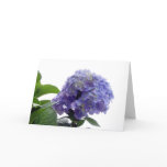 Hydrangea Bush Greeting Card