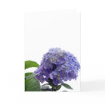 Hydrangea Bush Greeting Card