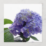 Hydrangea Bush Invitations