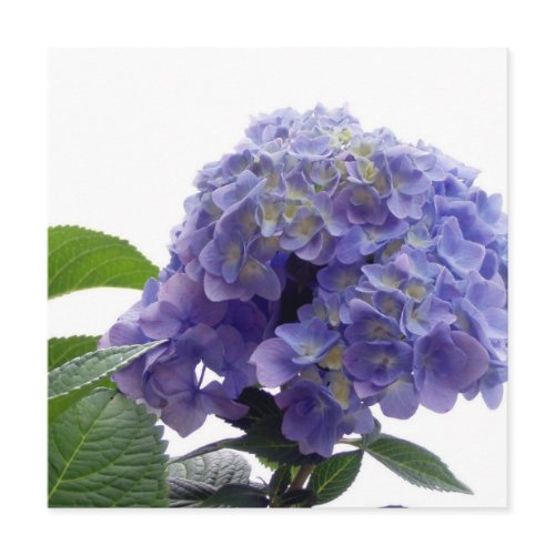 Hydrangea Bush Invitations