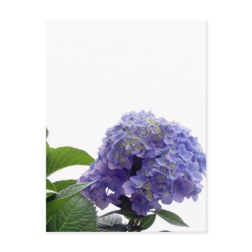 Hydrangea Bush Postcard
