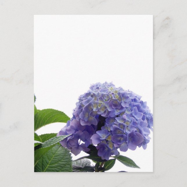 Hydrangea Bush Postcard (Front)