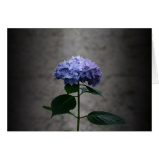 "hydrangea" by Larry Coressel Cards